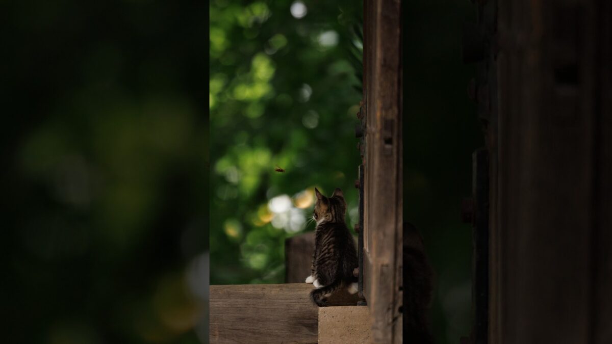 Locked On | Quiet Walk Japan