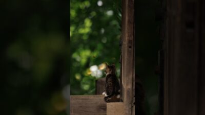Locked On | Quiet Walk Japan