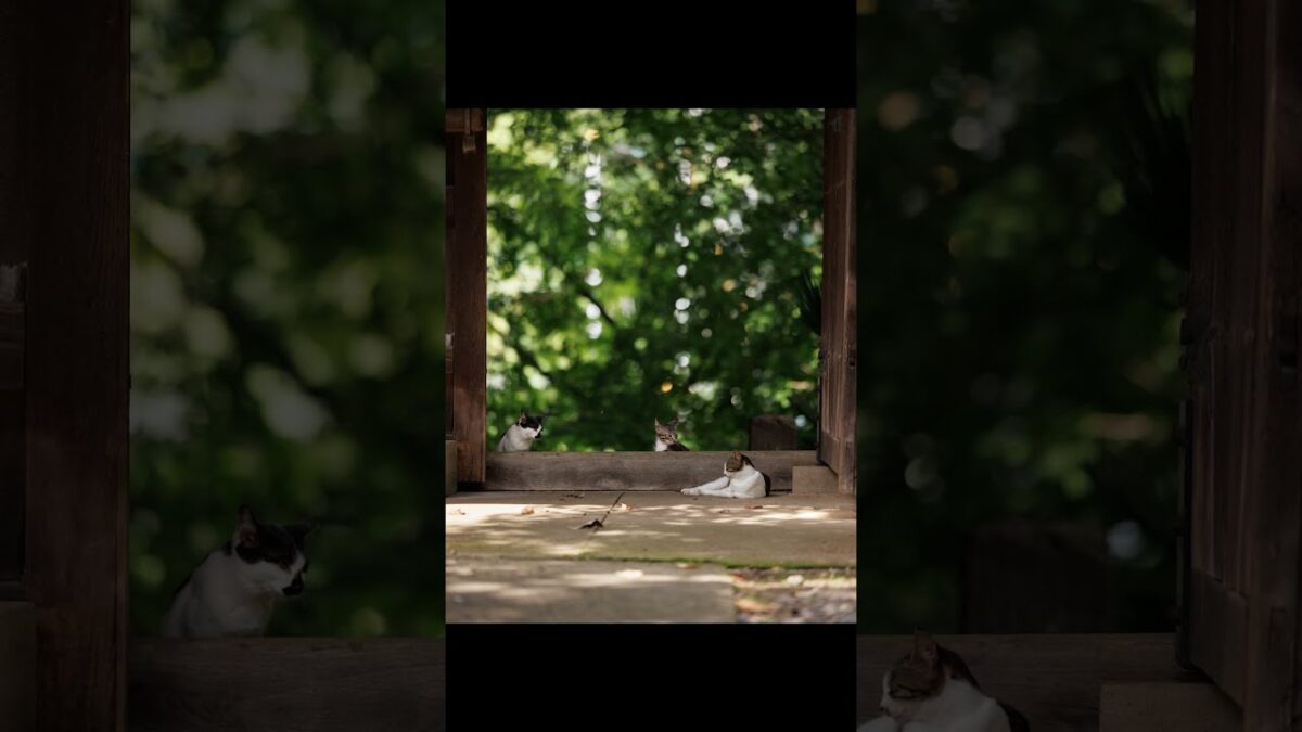Lunch Break at the Temple | Quiet Walk Japan