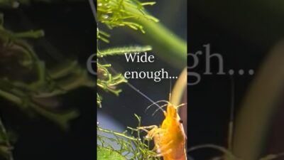 Tao #ASMR | Golden Back Shrimp Navigating the Canopy | Aquatic Ecosystem