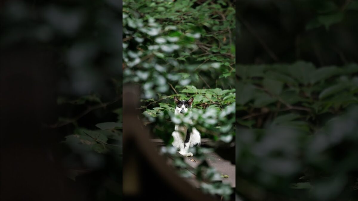 Trying to Hide!? | Quiet Walk Japan