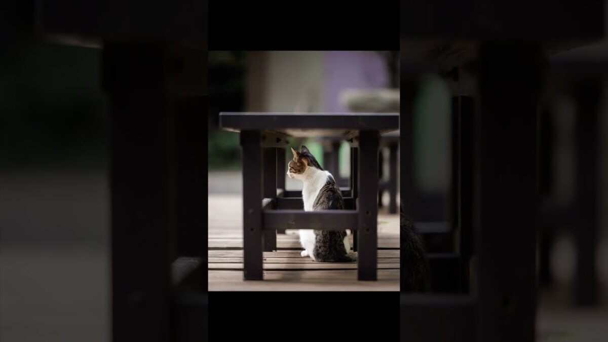 Watching from a Safe Place | Quiet Walk Japan