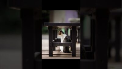 Watching from a Safe Place | Quiet Walk Japan