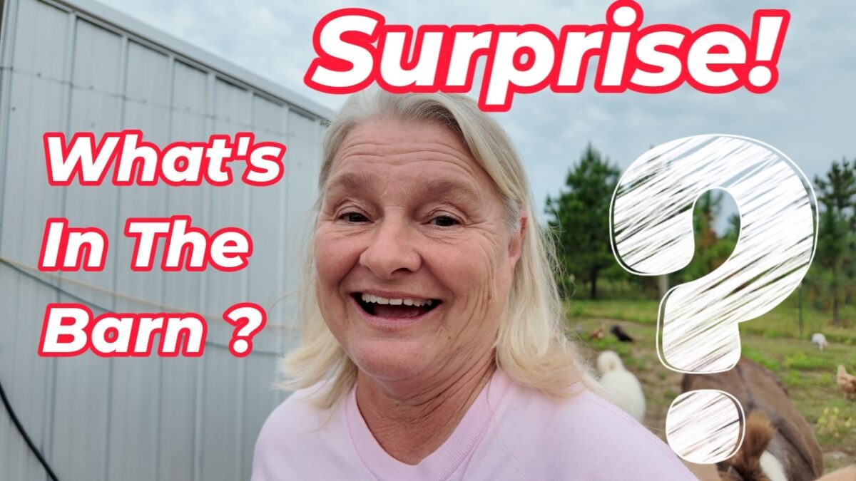 What’s in the Barn || A Nice Surprise