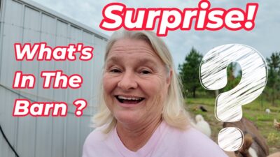 What’s in the Barn || A Nice Surprise
