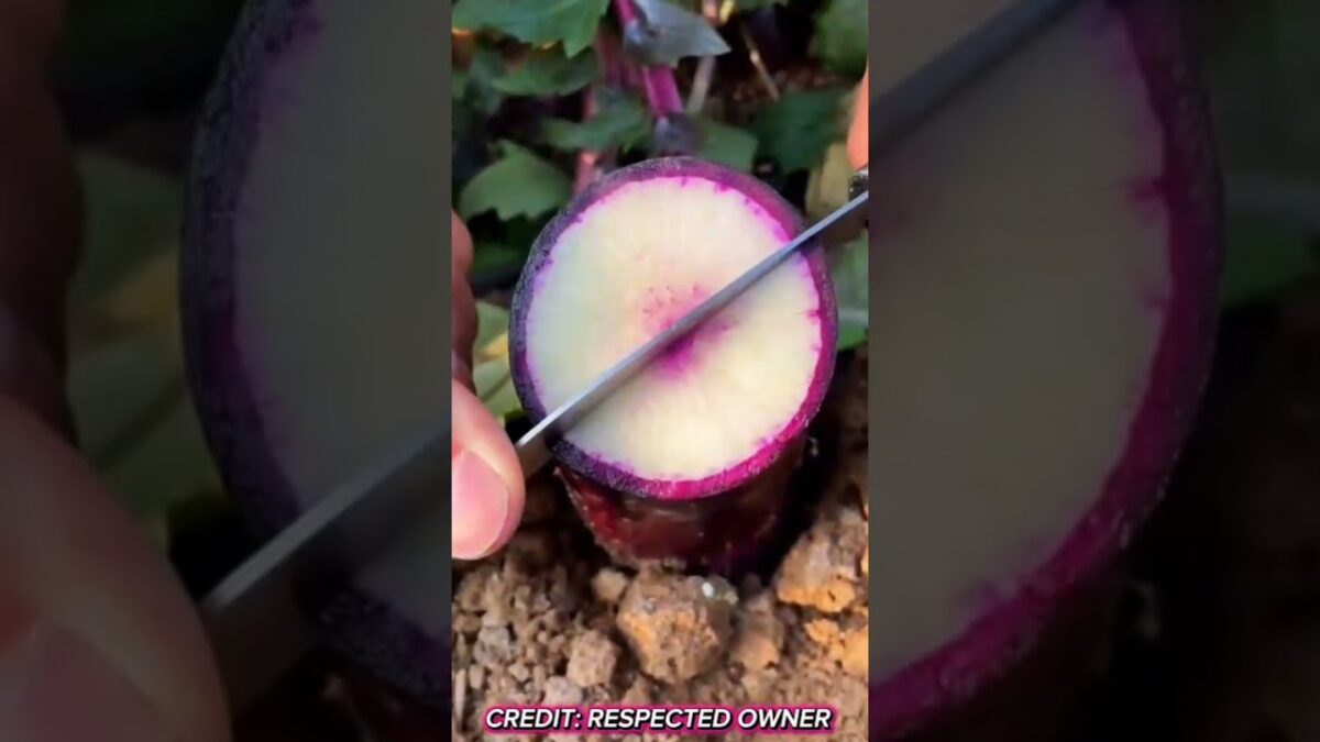 Wonderful fruits that bring relaxation  #satisfying #fruit #nature #asmr #vegetable #farming #1m
