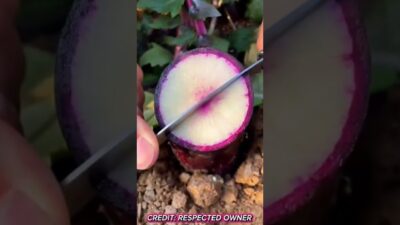 Wonderful fruits that bring relaxation  #satisfying #fruit #nature #asmr #vegetable #farming #1m
