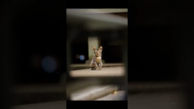 You Caught Me Watching | Quiet Walk Japan