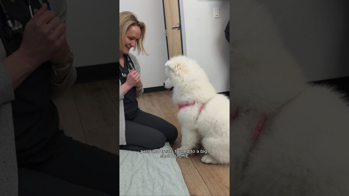 just a special morning routine with your two favorite Landclouds #samoyed #veterinary #puppy