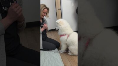 just a special morning routine with your two favorite Landclouds #samoyed #veterinary #puppy