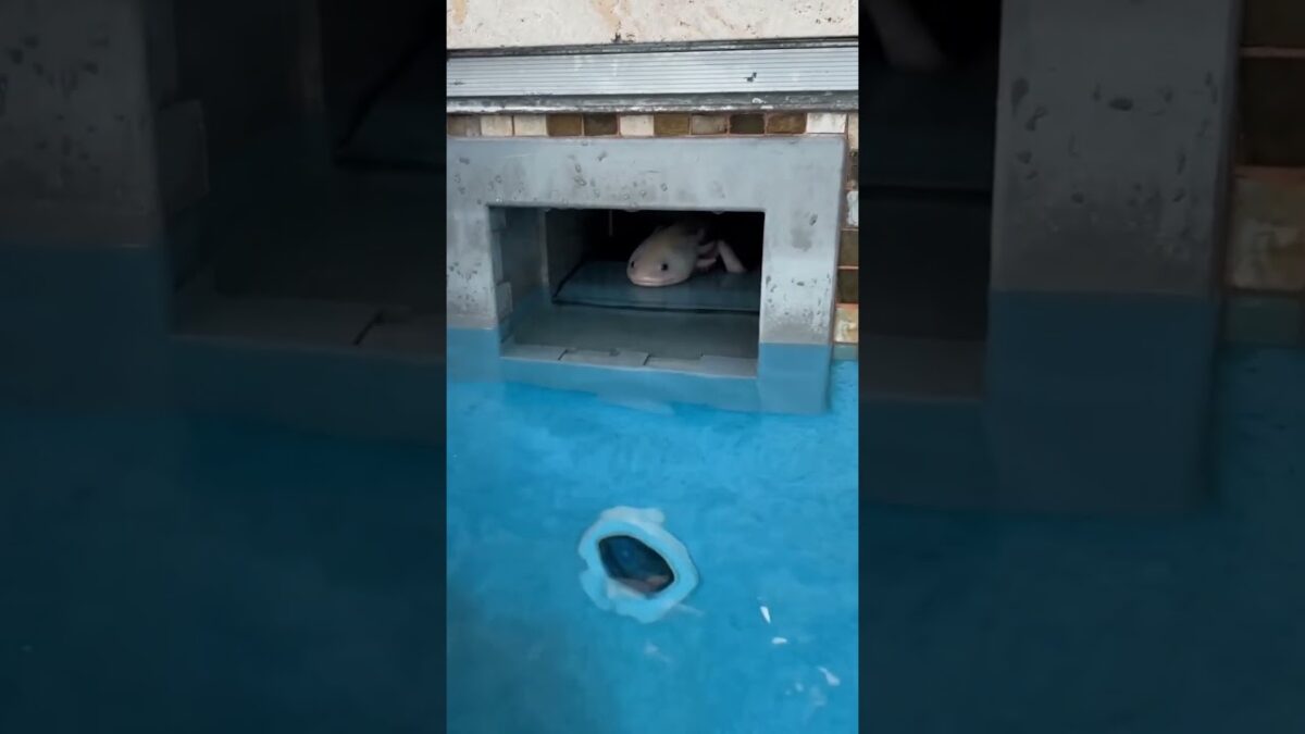 look… What’s in The Pool #shorts