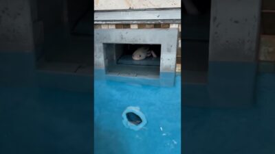 look… What’s in The Pool #shorts