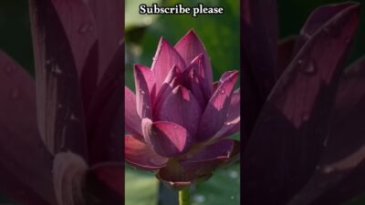 खूबसूरत बैंगनी कमल का फूल 🌸💜 #shorts #nature #asmr #amazing#lotus