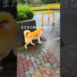 雨音の調べ #柴犬 #ミックス犬