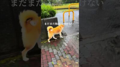 雨音の調べ #柴犬 #ミックス犬