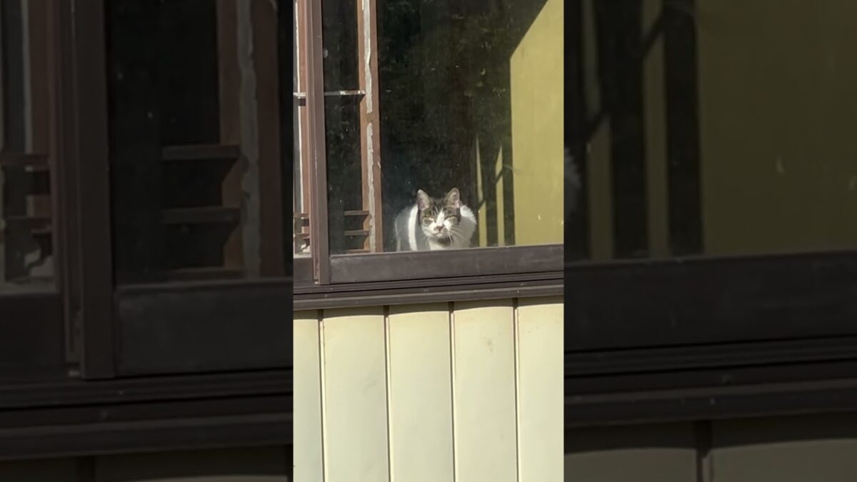 吾輩は猫。 #ねこ #見る #野良猫 #旅行　#鳴子温泉　#一人旅