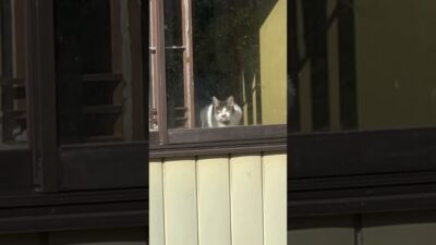 吾輩は猫。 #ねこ #見る #野良猫 #旅行　#鳴子温泉　#一人旅