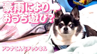 【チワワ×雨音】🌩️豪雨でお散歩に行けない☔️…お家で運動のはずが、結局ゴロゴロしちゃう愛犬