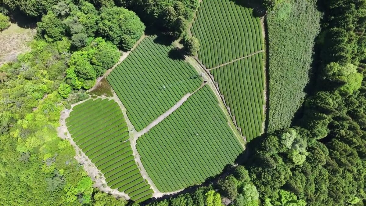 畝が山をのぼる ― 茶畑を空から｜京都・静岡 4K ドローン空撮