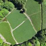 畝が山をのぼる ― 茶畑を空から｜京都・静岡 4K ドローン空撮