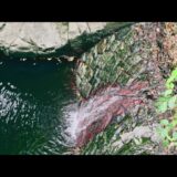 【8分間の森林浴】六甲山の沢音と蝉時雨、苔の情景。澄んだ水の自然環境音とBGM（4K／作業用BGM・癒やし）