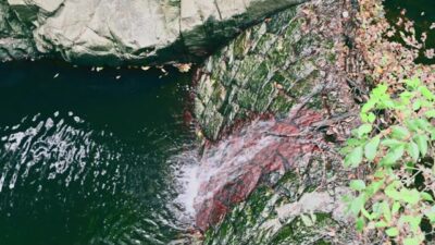 【8分間の森林浴】六甲山の沢音と蝉時雨、苔の情景。澄んだ水の自然環境音とBGM（4K／作業用BGM・癒やし）