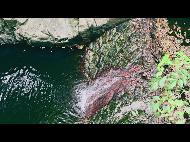 【8分間の森林浴】六甲山の沢音と蝉時雨、苔の情景。澄んだ水の自然環境音とBGM（4K／作業用BGM・癒やし）