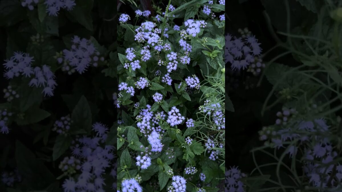#花 #散歩 #雨 #雨音 #9月