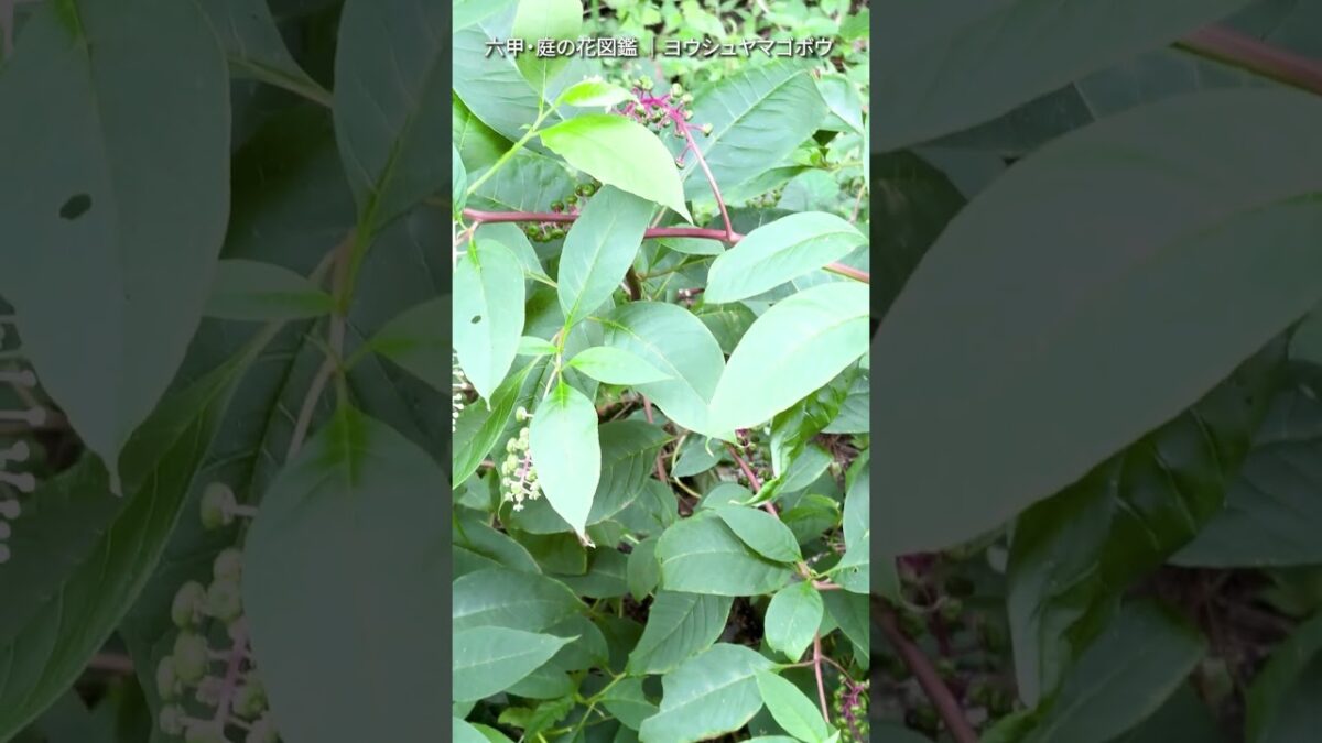 9月の庭花図鑑｜ヨウシュヤマゴボウ      #flowers #nature #asmr