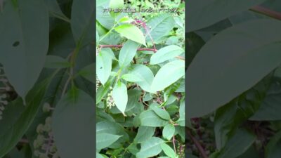9月の庭花図鑑｜ヨウシュヤマゴボウ      #flowers #nature #asmr