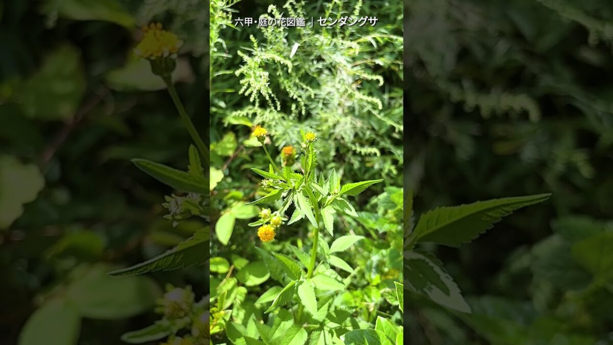 9月の庭花図鑑｜センダングサ    #flowers #nature #asmr