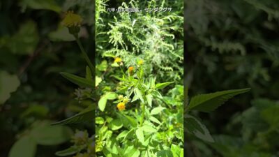 9月の庭花図鑑｜センダングサ    #flowers #nature #asmr