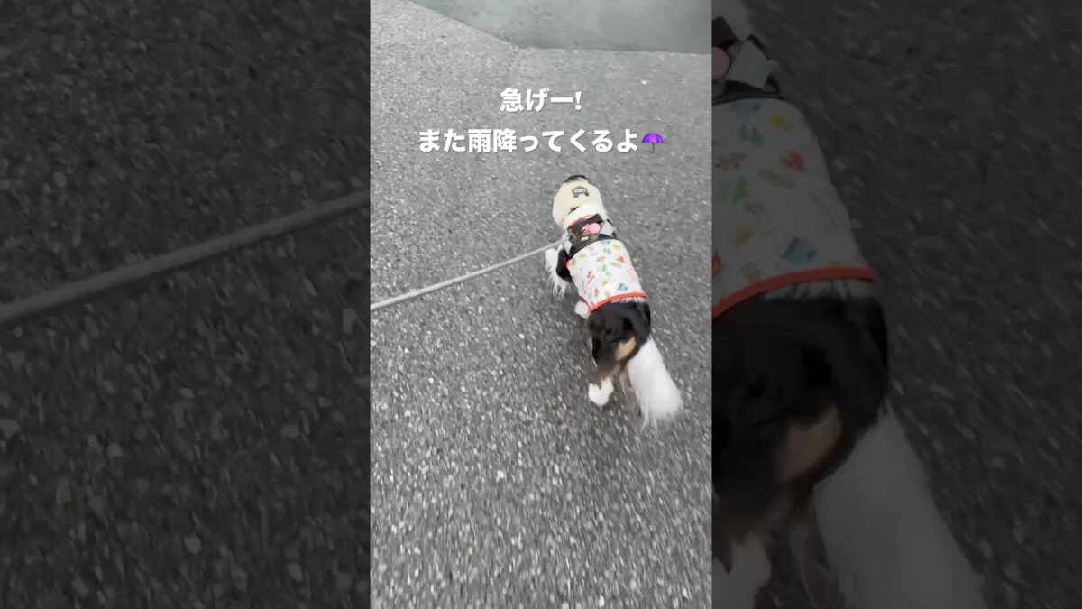 【雨が止んだすきにお散歩🐶☔️🐾】今日のりーたむ9.30キャバリアの日常をお届け🐶#shorts #キャバリア #cute #雨音 #雨