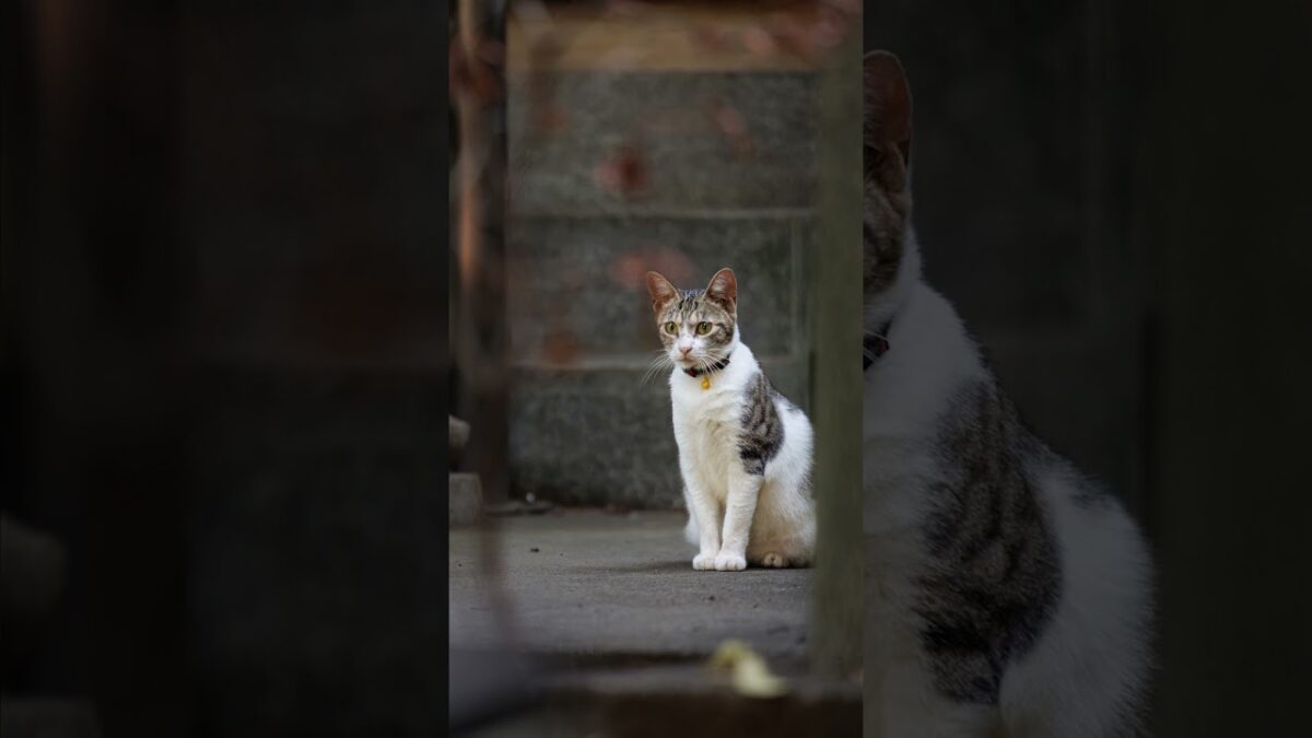 A Cat Caught Me Watching | Quiet Walk Japan