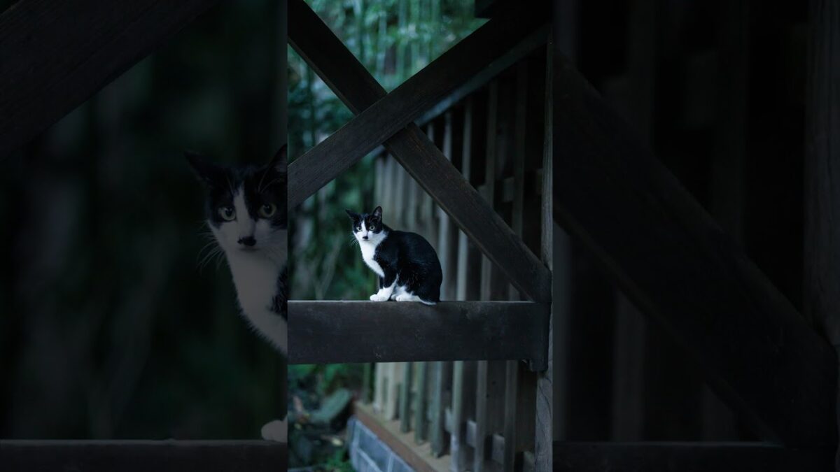 A Safe Place to Rest | Quiet Walk Japan
