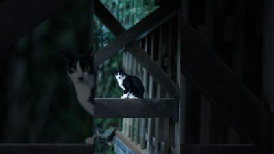 A Safe Place to Rest | Quiet Walk Japan