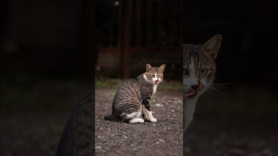 After Dinner, Taking It Easy | Quiet Walk Japan