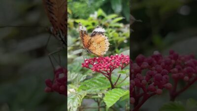 Amber Elegance Nature’s Gentle Whisper 🍂✨ #shortvideo