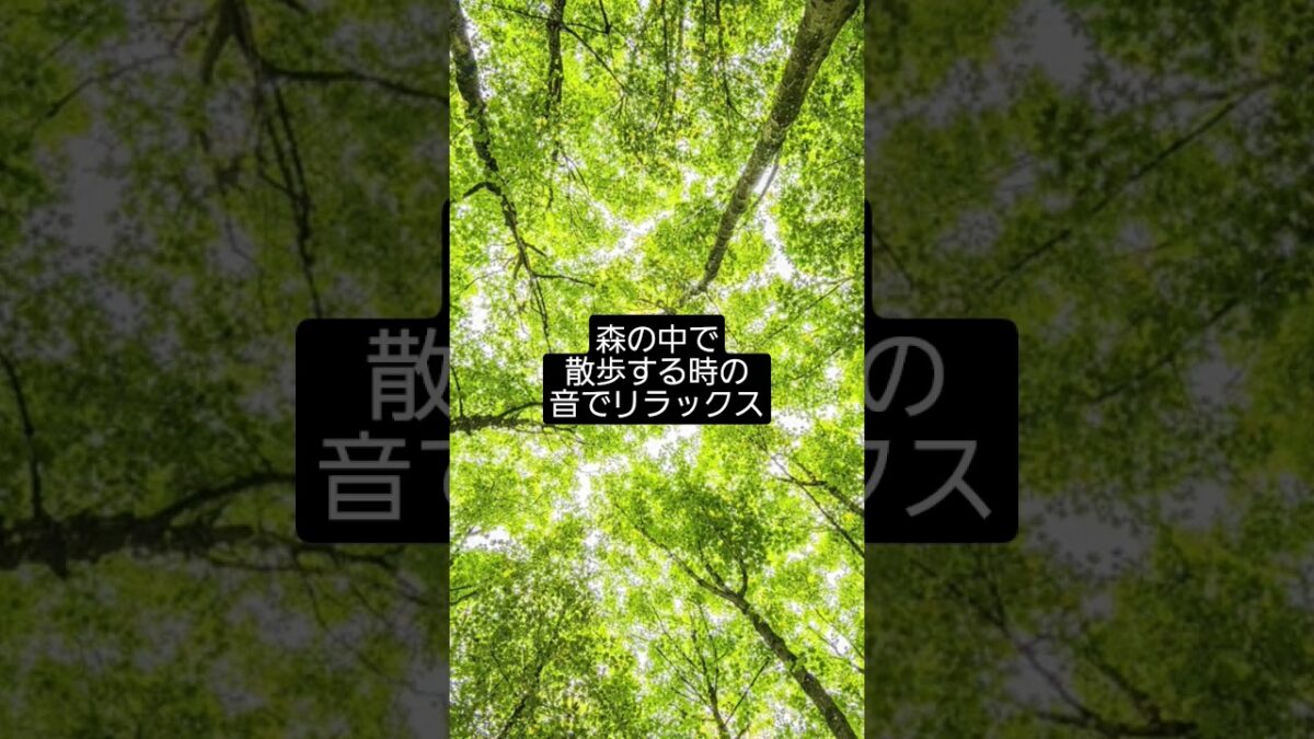 【森林浴BGM】森の中を歩いているような癒しの自然音｜リラックス・睡眠・作業用BGM