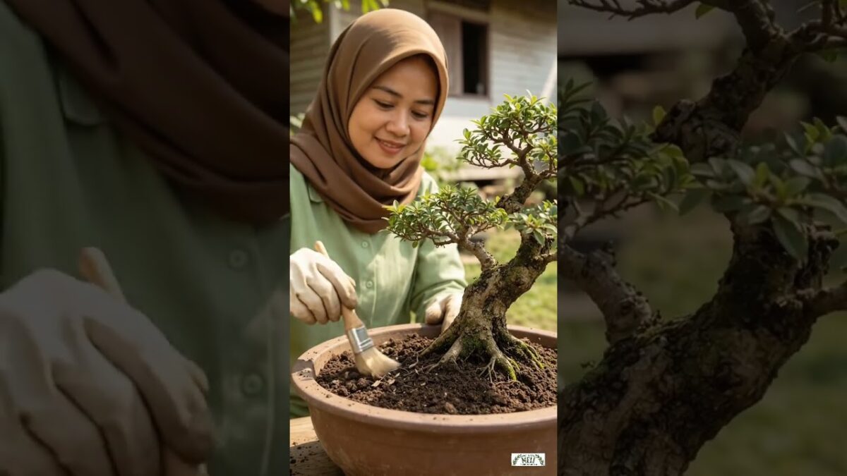 Caring for Bonsai in Mrs  Meli’s Yard Garden [ASMR]  #asmr #backyardgardening #farming