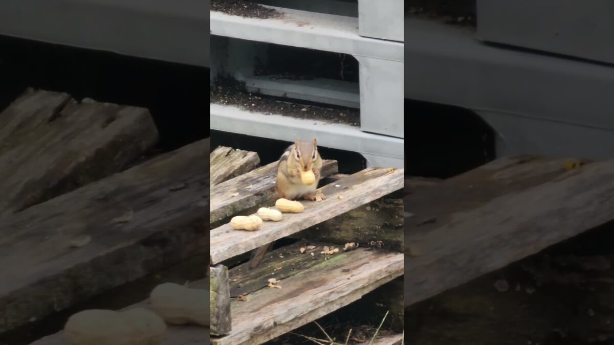 Chippy Says What’s in His Cheeks Is “EVIDENCE” 💀🐿️