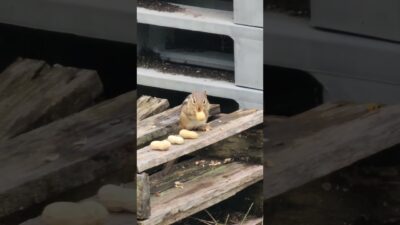 Chippy Says What’s in His Cheeks Is “EVIDENCE” 💀🐿️