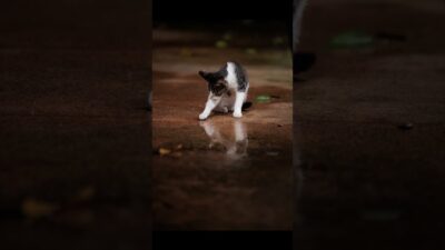 Curious About Everything? | Quiet Walk Japan