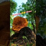 Dangerous 😲🤔 Fall tree #tree #forest #logging #asmr #stihl #husqvarna #lumberjack #nature #how