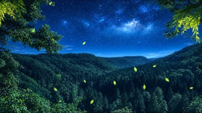 【睡眠導入 / Deep Sleep】眠れる夜の森林浴 3時間｜528Hz + 432Hz Binaural Sleep Music & 4K Forest Ambience｜自律神経を整える立体音響