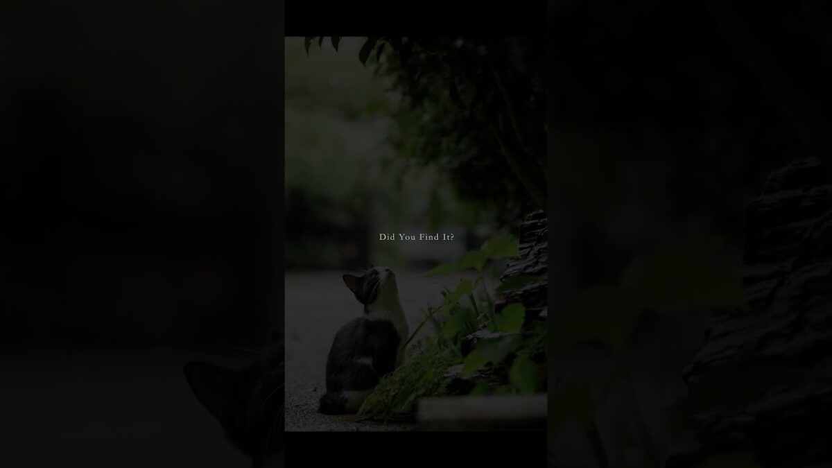 Did You Find It? | Quiet Walk Japan