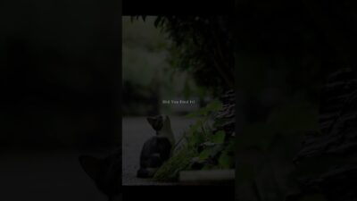 Did You Find It? | Quiet Walk Japan