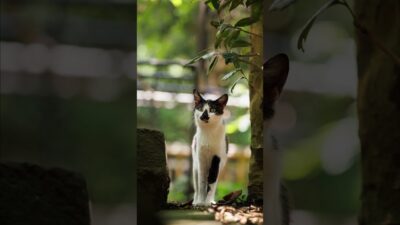 Forest Bathing with a Cat | Quiet Walk Japan