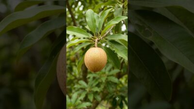 From ONE Tiny Seed to a Chikoo Tree! 🌱🍐 | NATURE REBORN #Shorts