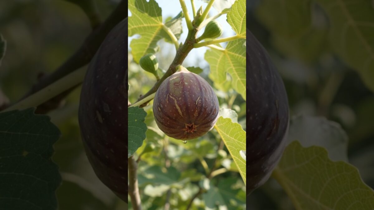 From tiny seed to ripe fig 🌱🫐 #Fig #Growth #Nature #Harvest #asmr